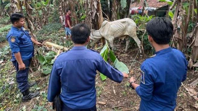 Petugas mengevakuasi sapi yang ngamuk di Pagedangan, Tangerang.