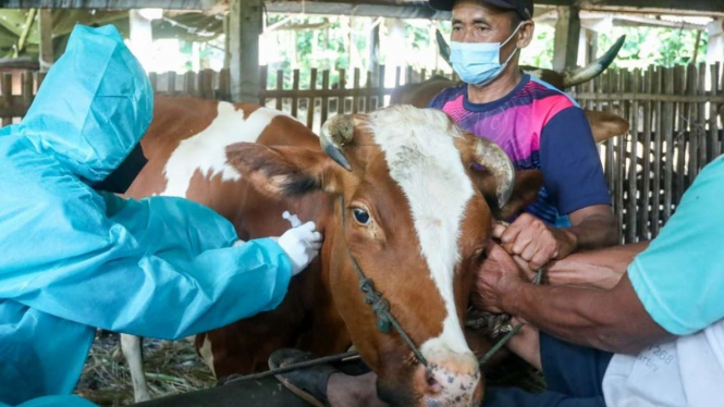 Vaksinasi Penyakit Mulut dan Kaki (PMK) pada sapi.