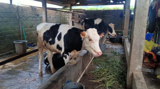 Sapi milik Imam di kecamatan Pujon, Kabupaten Malang.