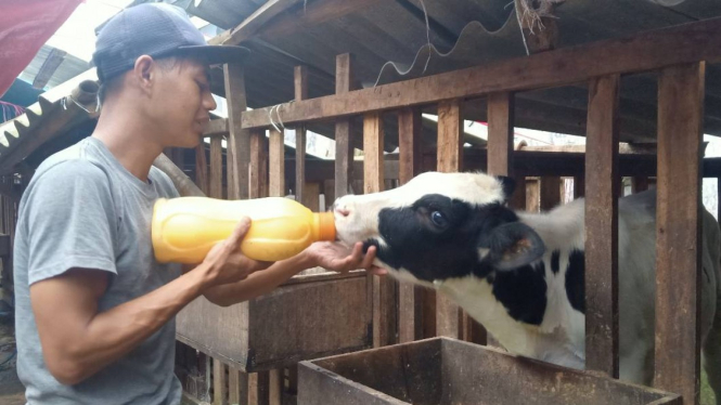 Peternak berikan susu bayi untuk anak sapi di kecamatan Pujon, Kabupaten Malang.