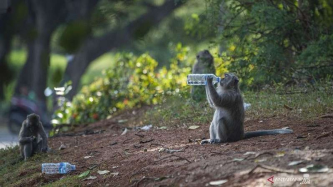 Monyet ekor panjang (Macaca fascicularis) minum air mineral di Kapuk Muara