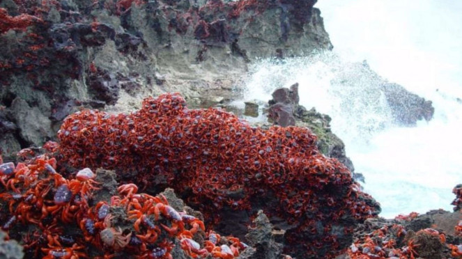 migrasi kepiting di Christmas Island