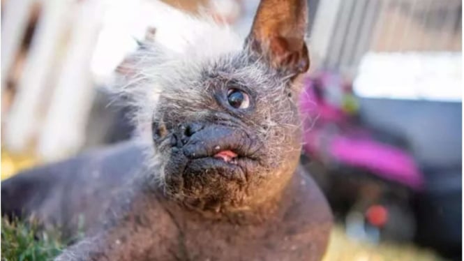 Pemenang Kontes Anjing Terjelek di Dunia 2022 Mr. Happy Face