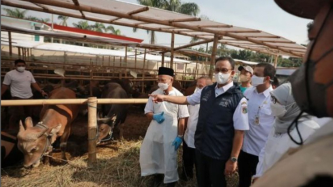Gubernur DKI Jakarta Anies Baswedan memantau kesehatan hewan kurban bebas PMK