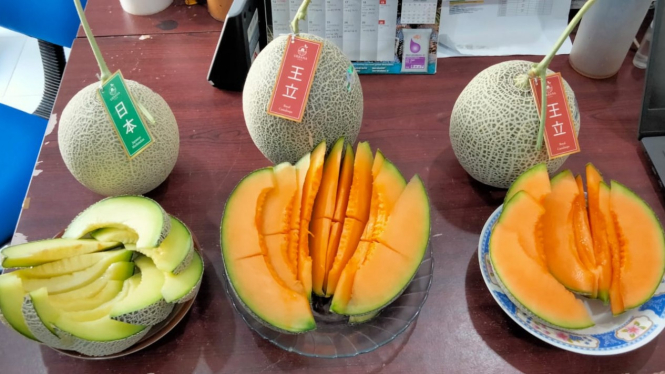 Buah melon hasil pengembangan budidaya Urbana Farm