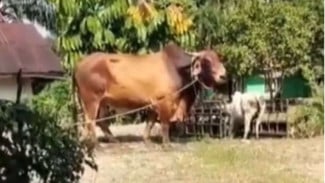 Viral Sapi Raksasa, Netizen: Sebesar Harapan Orangtua