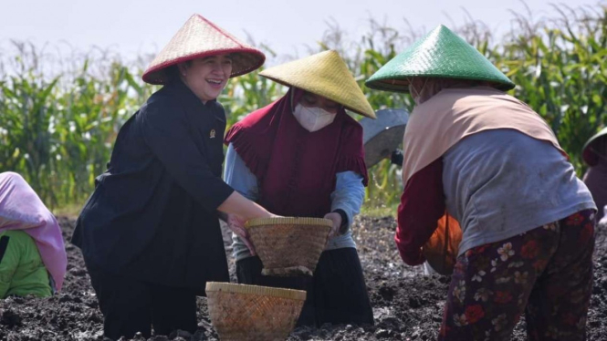 Ketua DPR Puan Maharani turut menanam bawang merah di Brebes, jawa Tengah.
