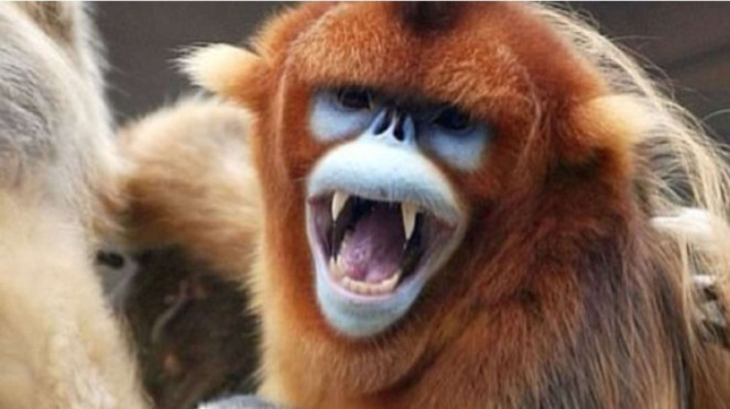 Snub-nosed Monkey
