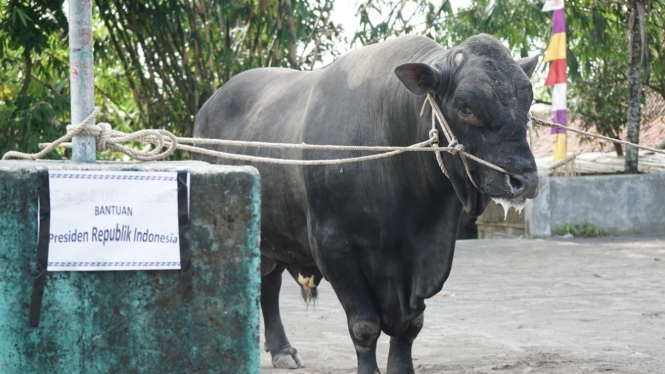 Sapi kurban dari Presiden Jokowi di Yogyakarta.