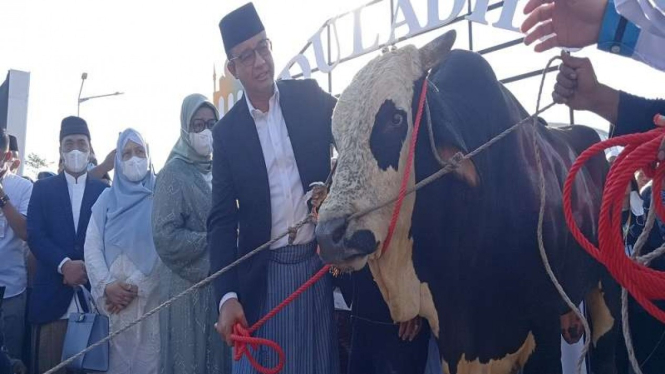 Gubernur DKI Jakarta Anies Baswedan serahkan satu ekor sapi di JIS.