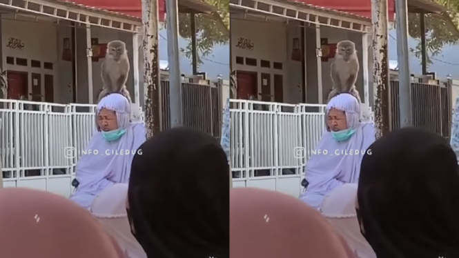 Viral Monyet Naik ke Kepala Ibu-ibu Jemaah Salat idul Adha  