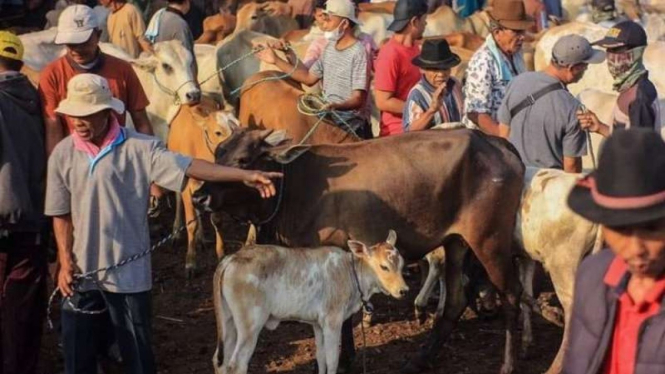 Sejumlah pedagang menjajakan hewan untuk kurban di pasar hewan