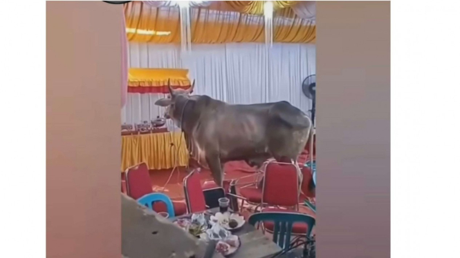 Viral video sapi masuk ke tenda hajatan 