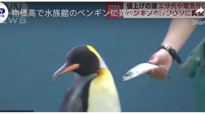 Penguin di akuarium Jepang tolak makan ikan murah 