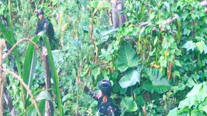 TNI menemukan 5 hektare ladang ganja