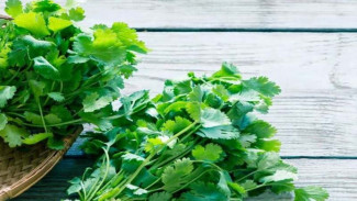 5 Efek Mengejutkan dari Makan Daun Ketumbar