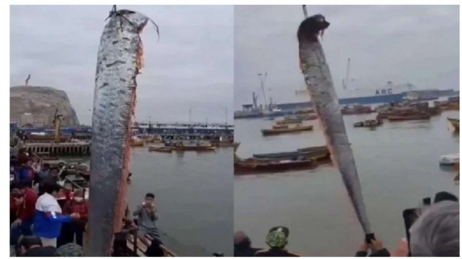 Oarfish ditemukan nelayan di Chile