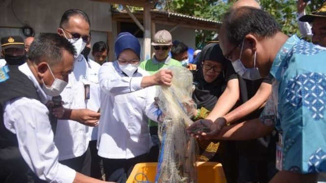 Desa Devisa udang di Situbondo.