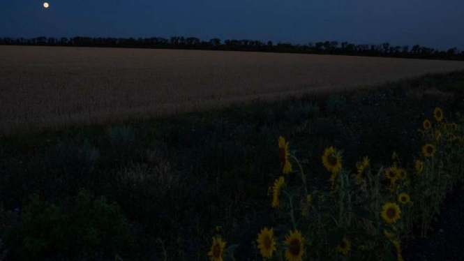 Ladang tanaman biji-bijian dan bunga matahari di Donbas, Ukraina