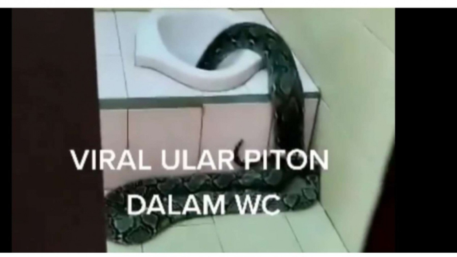 Seekor ular keluar dari lubang WC