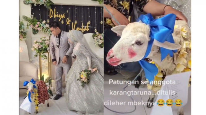 Pasangan pengantin dikasih kambing sebagai hadiah pernikahan