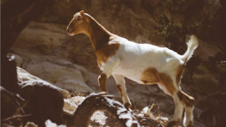 Pria Gondrong Dikejar-kejar Kambing, Netizen Ngakak