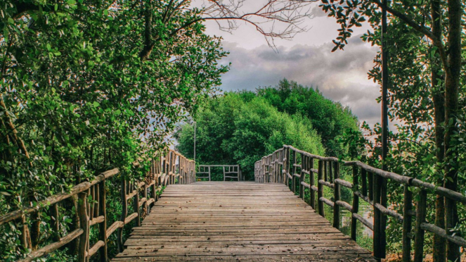 Hutan Mangrove Jakarta, Pantai Indah Kapuk