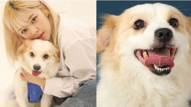 Jeongyeon Twice jadi volunteer penampungan anjing  