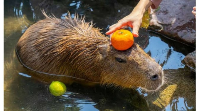 Capybara, hewan paling ramah di dunia