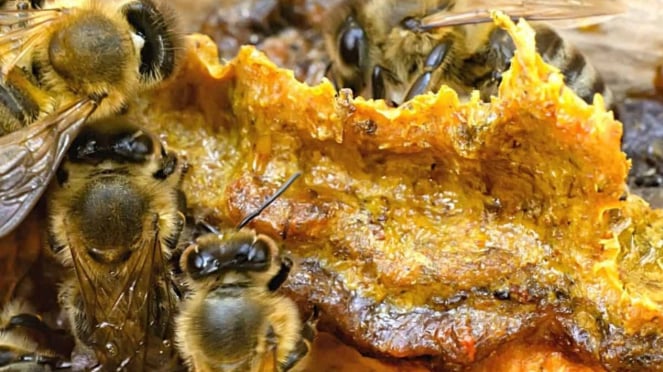 Propolis yang dihasilkan lebah