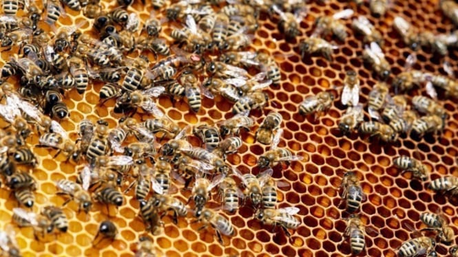 Propolis yang dihasilkan lebah