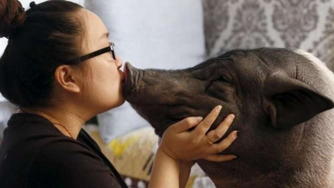 Warga bernama Zhu Roumeng di Beijing, China kala mencium babi peliharaannya