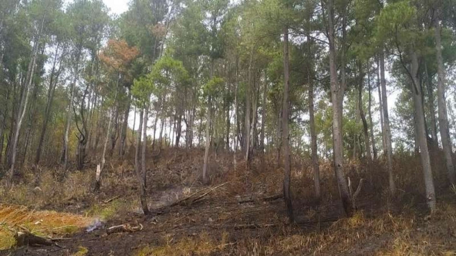 Kebakaran di perbukitan Danau Toba, Samosir