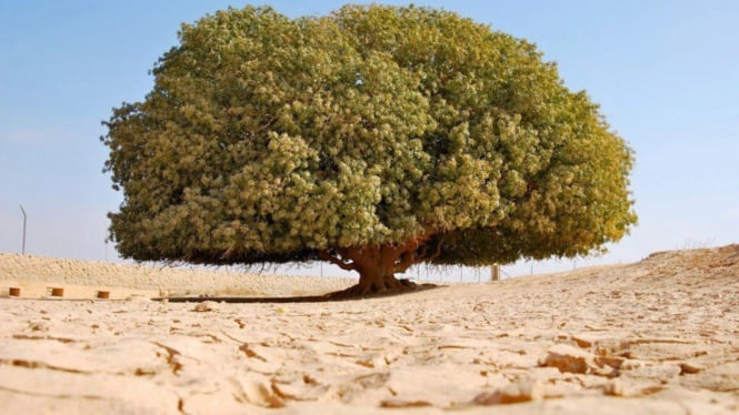Pohon Sahabi atau the only living sahabi