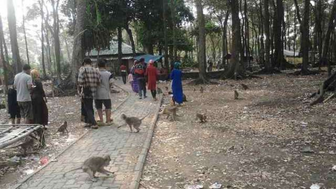 Dokumentasi: Taman Monyet Solear di Kabupaten Tangerang.