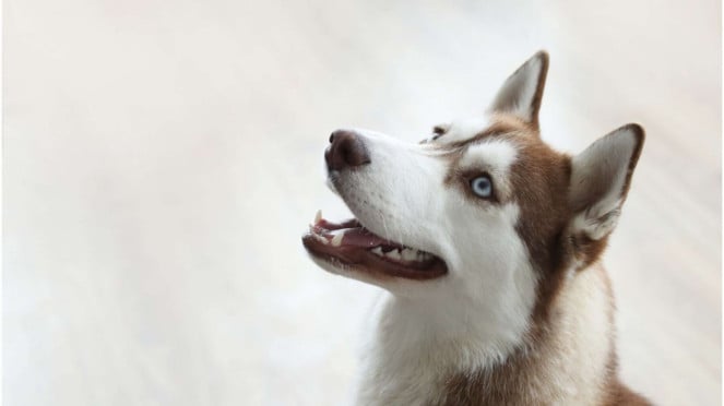 ilustrasi anjing 