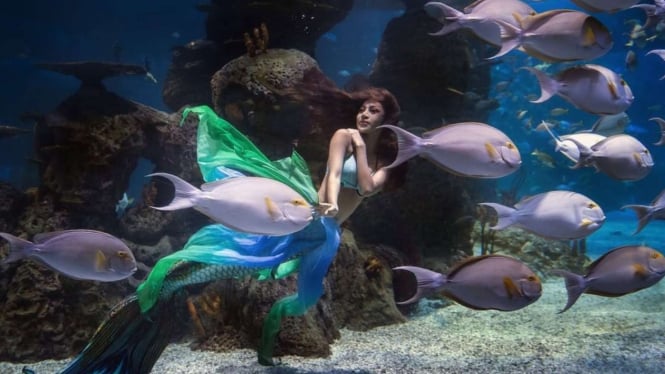 Pearl of the South Sea Show di Jakarta Aquarium