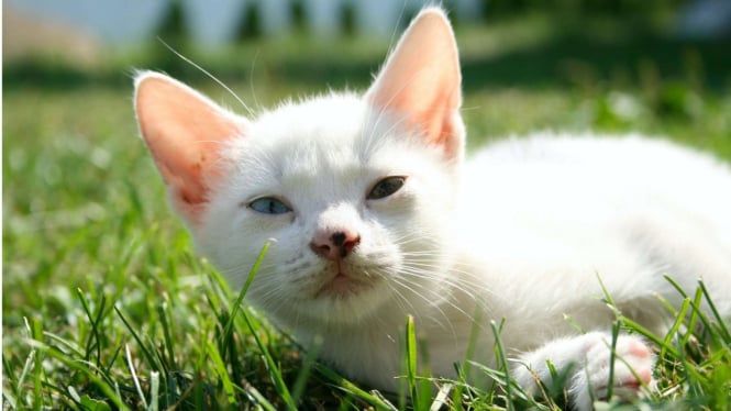 Ilustrasi kucing berbulu putih atau kucing putih