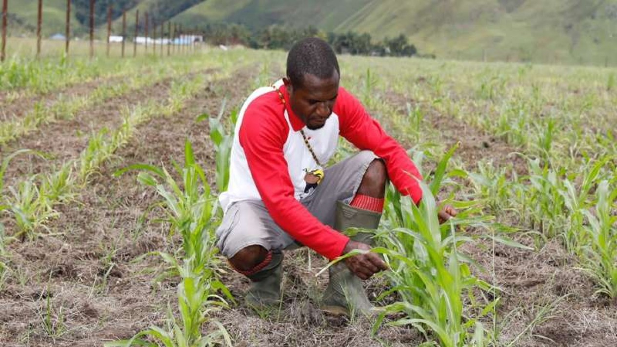 Foto Papua Muda Inspiratif Menanam Jagung Di 44 Hektare Lahan Mati