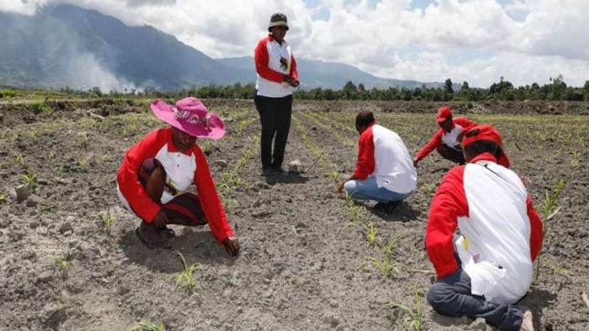 Petani Papua difasilitasi kelola lahan jagung 83,62 Ha