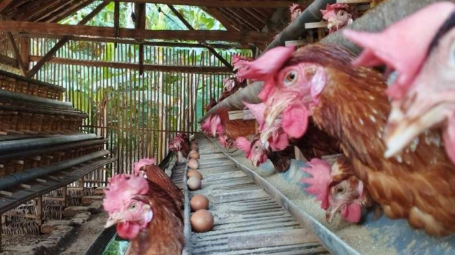 Kondisi ternak ayam petelur di Sumenep, Madura.