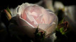 Photo Mini 2