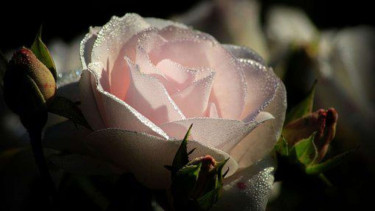 Photo Mini 2