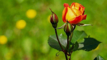 Photo Mini 5