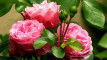 Photo Mini 1