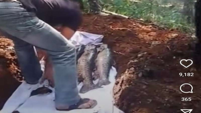 Ikan dewa mati di Kuningan Jawa Barat dikuburkan