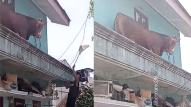 Sapi di atas plafon rumah
