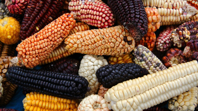 macam-macam jagung Peru