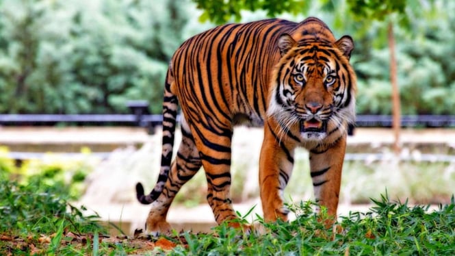 Harimau