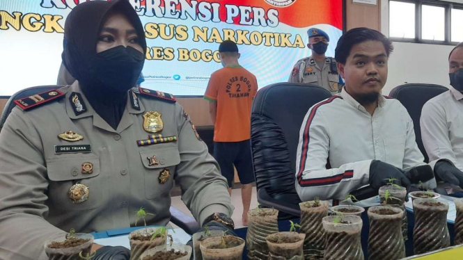 Aparat Kepolisian Resor Bogor, Kamis, 15 September 2022, memperlihatkan barang bukti dan tersangka hasil pengungkapan kasus seorang pemuda kedapatan menanam belasan pohon ganja di balkob rumahnya.